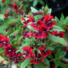 Fizz Bananaberry Carnation Seeds for a colorful addition to any planting