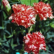 Red and White Carnation Chabaud Picotee Seeds for gardeners building out beds and borders