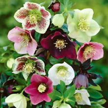 White Perfection with Pink Anthers Malva Seeds for growers seeking a long-blooming display