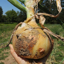 Summer Island Onion Seeds for a productive addition to the vegetable patch
