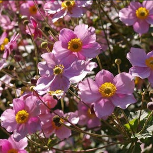 Windblume Flower Anemone spp. for planting in flower bed
