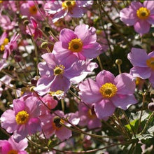 Windblume Flower Anemone spp. for planting in flower bed