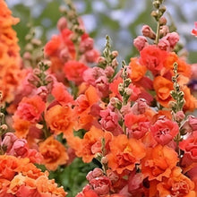 Double Orange Hollyhock Seeds (Alcea rosea) for a homegrown harvest from the Flower Bed & Garden
