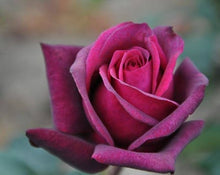 Rose Seeds for reliable seasonal color