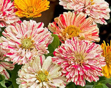 Zinnia Higro Candy Dog Seeds for a bright addition to the Vibrant Garden Blooms