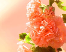 Double Orange Hollyhock Alcea rosea for planting in flower bed