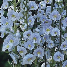 Veronica Blue Streak Perennial Flower Seeds â€“ Delicate Spikes of Vibrant Blue Flowers