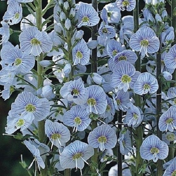 Veronica Blue Streak Perennial Flower Seeds â€“ Delicate Spikes of Vibrant Blue Flowers