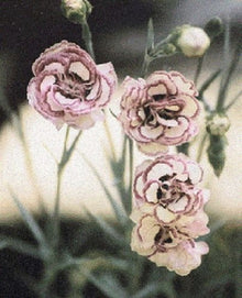 Raspberry Kräuselung Carnation Seeds for a sweet addition to the home orchard