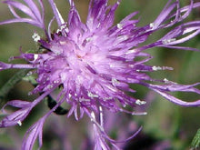 Violet Queen Cleome Seeds for a lasting display in the flower bed