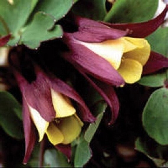 Aquilegia Blackcurrant Ice Seeds â€“ Delicate Flowers in Rich Purple and White