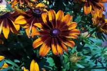 Rudbeckia Seeds for a colorful addition to any planting