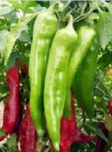 Giant Red Hot Chili Pepper Seeds prized among growers for spicy, Bold Flavors
