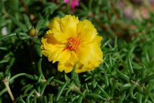 Moss Rose Portulaca Grandiflora Yellow Seeds for growers filling out the Sunny Garden Areas
