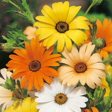 African Daisy Seeds (Osteospermum spp.) for colorful blooms in the Flower Bed