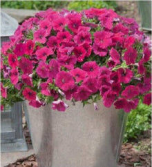 Shock Wave Rose Petunia Seeds for reliable seasonal color