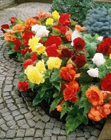 Herrlich Begonia Ambassador Mix Seeds for growers seeking a long-blooming display