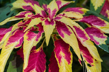 Tricolor Seeds for a lasting display in the Garden