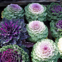 Ornamental Kale Seeds (Brassica oleracea) for growers stocking the decorative garden borders