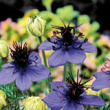 Nigella Love in the Mist Midnight Blue Seeds known for elegant, Blue Flowers