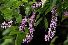 Millettia Grandis - Umzimbeet - Flower Rare Seeds for a colorful addition to any planting