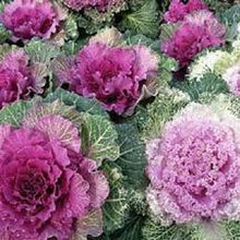 Ornamental Kale Seeds (Brassica oleracea) for growers stocking the decorative garden borders