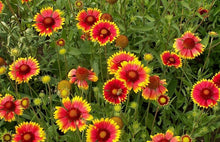 Gaillardia Decke Seeds known for bright, Cheerful Gaillardia Flowers