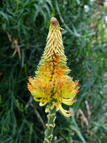 Aloe Africana Seeds (Aloe africana) for easy-care planting in the Herb Garden & Landscape