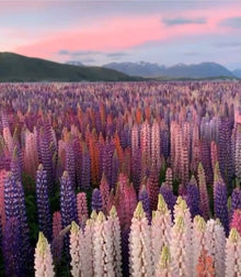 Lupine Colorful Rainbow Hardy Ornamental Seeds for reliable seasonal color