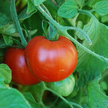 Sub Arctic Plenty Tomato Seeds prized among growers for early, Productive Tomatoes