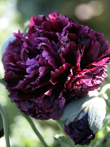 Double Peony Seeds (Paeonia lactiflora) for growers filling out the Flower Bed & Garden