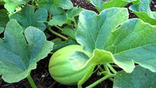 Lemon Drops Melon Seeds (Cucumis melo) for growers stocking the Garden & Orchard