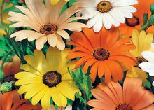 African Daisy Seeds (Osteospermum spp.) for colorful blooms in the Flower Bed
