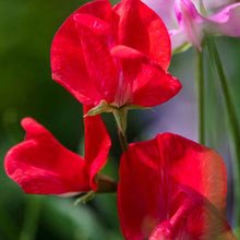 Scarlet Sweet Pea Seeds (Lathyrus odoratus) for a reliable harvest in the trellised home garden borders