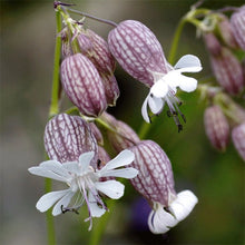 White Campion Seeds (Silene latifolia) for growers filling out the backyard gardening beds