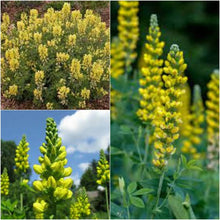 Carolina Lupine Seeds (Lupinus spp.) for a lasting display in the Flower Bed