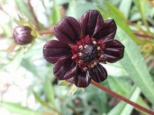 Plant Seeds (Maverick star) for a bright addition to the home gardens