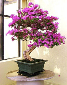 Orchid Phalaenopsis Mini Bonsai Flower Seeds for Planting – Perfect for Indoor Pots and Decorative Gardening