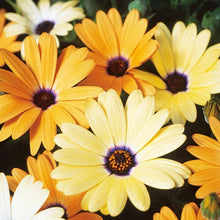 Daisy Seeds (Dimorphotheca aurantiaca) for colorful blooms in the home garden beds or decorative borders
