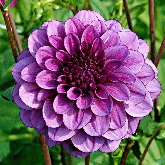 Dahlia Dahlia pinnata Lila Milano flower seeds for planting in home garden or ornamental beds - for planting in home garden