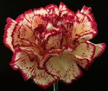Red and White Carnation Chabaud Picotee Flower Seeds â€“ Striking Bi-Color Blooms with Fragrant Petals