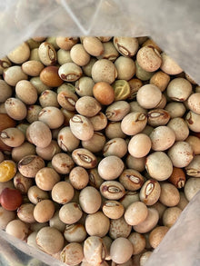 Cajanus Cajan Pigeon Pea Gandules Seeds Exotic Edible Beans Rare Gandul Seeds  Ornamental Garden Plant for Home Gardening