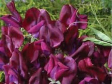 Maroon Sweet Pea Seeds for productive rows in the Fences