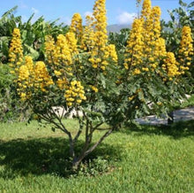 Candelabra Bush Flowering Plant Seeds (Euphorbia spp.) for seasonal color across the Flower Bed