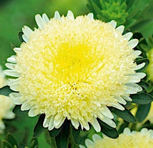 Yellow Chinese Aster Seeds prized for bright Yellow Blooms