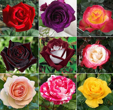 Mixed Rose Petals Seeds (Rosa spp.) for a lasting display in the Flower Bed & Garden