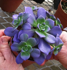 Lithops Seeds (Lithops aucampiae) for easy-care planting in the indoor pots or decorative rock gardens