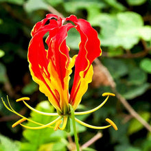 Gloriosa Rothschildiana Gloriosa Lily Vine Seeds for fast cover along a fence or wall