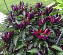 Explosive Ember Pepper Seeds valued by growers for spicy, Fiery Peppers