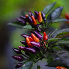 Explosive Ember Pepper Seeds (Capsicum annuum) for growers stocking the vibrant home garden pots